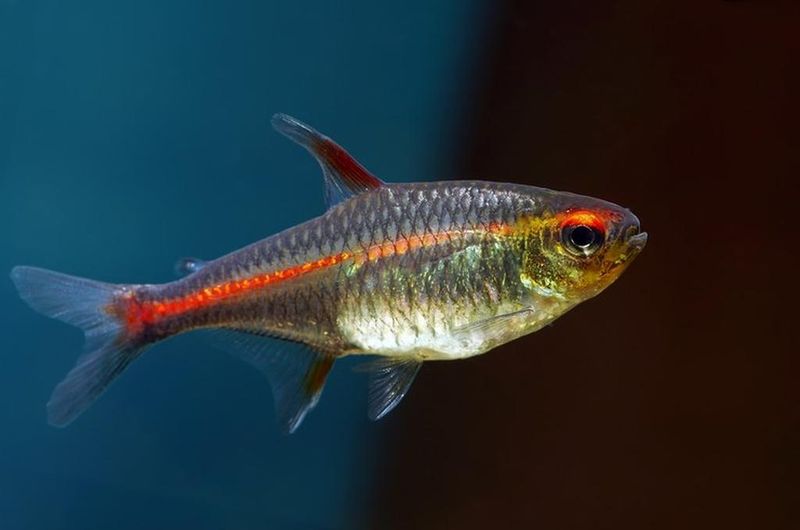 Эритрозонус 2-2,5 см 1 шт