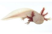 Ambystoma mexicanum 8-9 см
