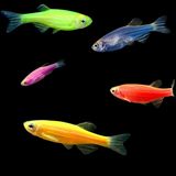 Данио "GloFish" 1 шт