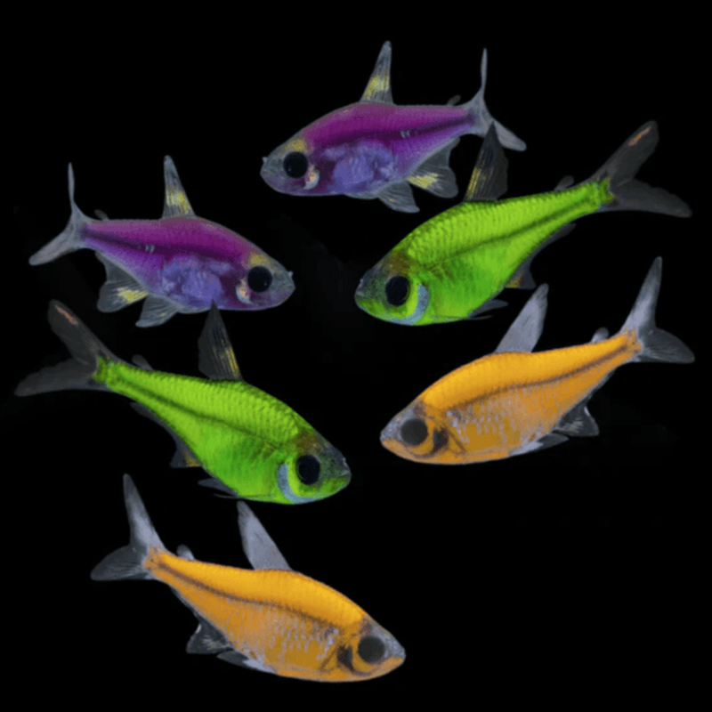 Пристелла "GloFish" 2-2,5 см желтая