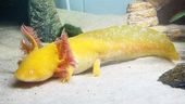 Ambystoma mexicanum 11-13 см